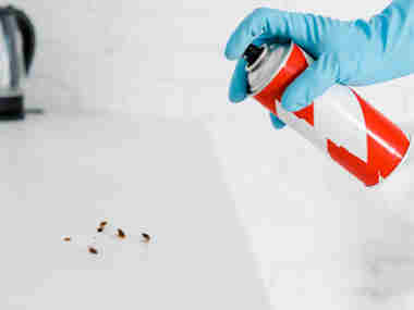 小塘杀虫灭鼠公司办公室灭蟑螂适合用什么药