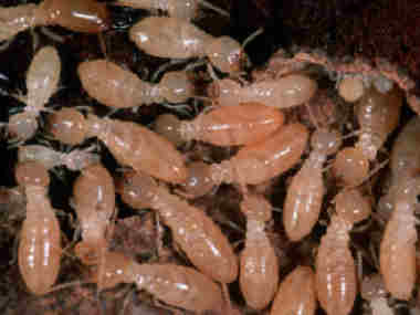 盐步白蚁防治公司白蚁的生活习性是什么呢