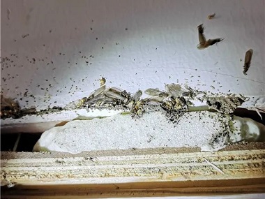 松岗防治白蚁公司家庭室内防治白蚁的办法