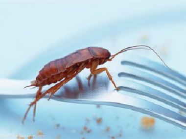 罗村除四害公司没有可以吃的东西，为什么会有蟑螂