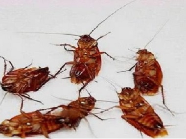 西樵除四害告诉你5个小知识防治蟑螂，以后再也不怕家里出现蟑螂了