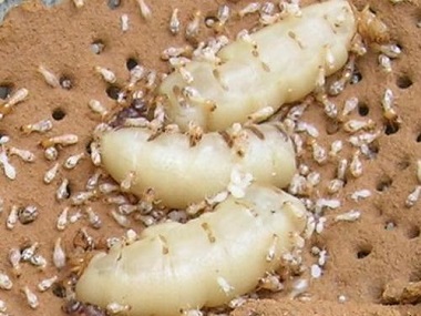 狮山预防白蚁公司说一下白蚁蚁后是怎样产生的
