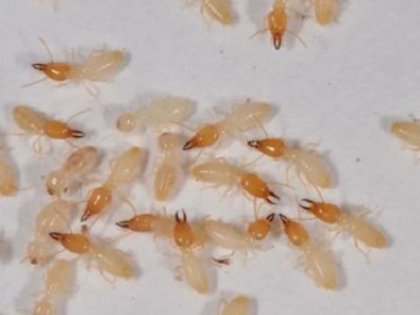 南海白蚁防治公司白蚁的危害以及白蚁的特性