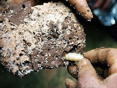 南海预防白蚁公司怎样才能够找到白蚁的巢穴