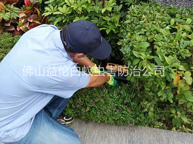 里水绿化施药灭鼠