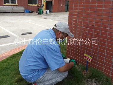 小塘杀灭红火蚁工程