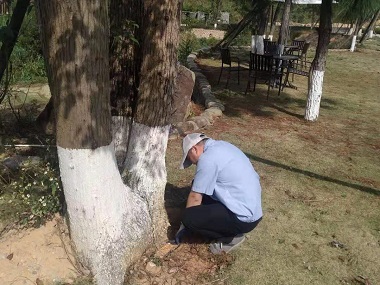 佛山灭除白蚁站如何有效防治杉木白蚁虫害